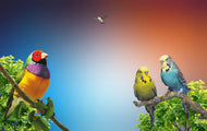 Copy of Colorful Birds